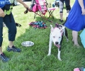 2017 Sheriff Show (6)